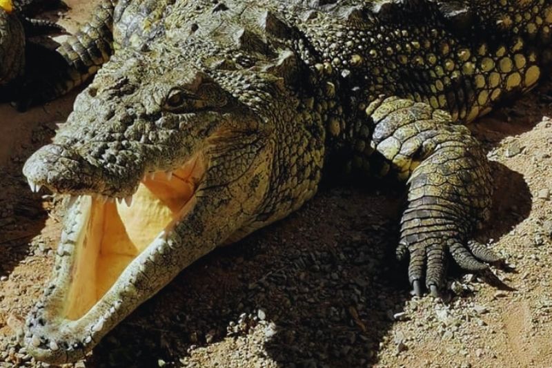 Aquatic Reptile at Hurghada Grand Aquarium