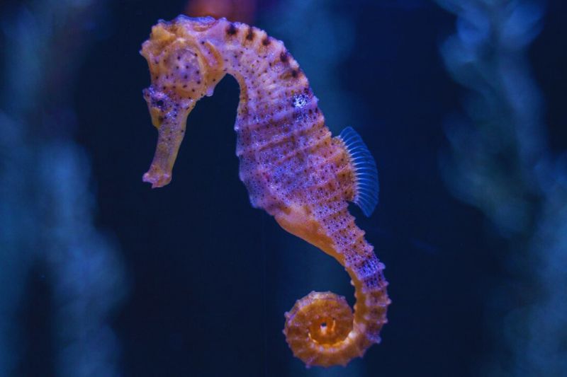 Seahorse Haven