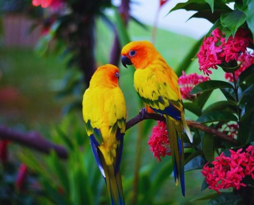 Tropical Birds