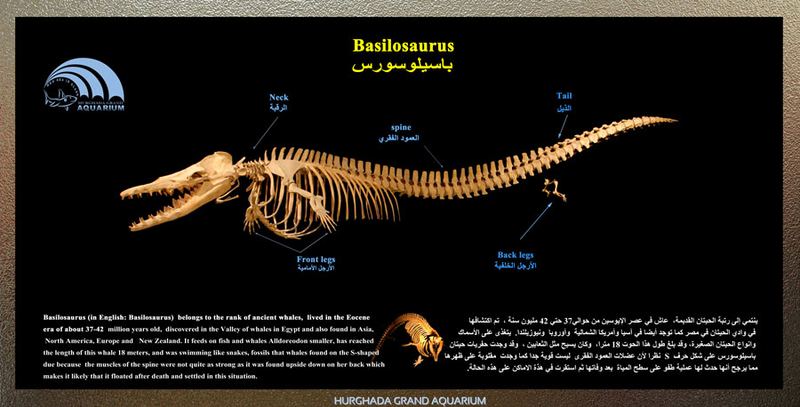 Whale Fossil at Wadi Al-Hitan